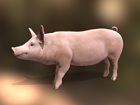 猪 写实猪 家猪 家畜 猪 公猪 母猪 畜牧 牲口 猪崽 白皮猪 牲畜 动物 白皮猪 公猪
