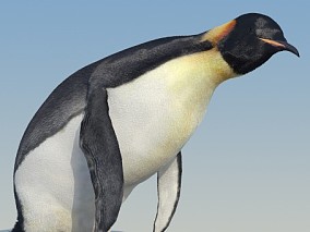 企鹅 帝企鹅 南极 北极 大企鹅 小企鹅 企鹅宝宝 企鹅幼仔 王企鹅 企鹅幼崽 带有毛发、骨骼绑定