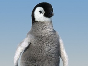 鹅 帝企鹅 南极 北极 小企鹅 企鹅宝宝 企鹅幼仔 王企鹅 企鹅幼崽 带有毛发、骨骼绑定