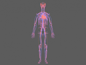 人体心脏 人体血管系统 动脉 静脉 人体血管 循环系统 毛细血管 循环系统 人体结构 医学人体