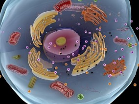 细胞 人体细胞 医学动画 粒子颗粒 细胞药物进入细胞治疗病毒 细胞内核动画