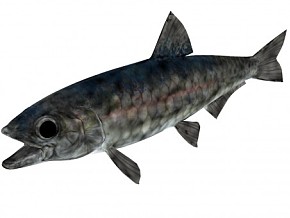 沙丁鱼  鱼   卡通鱼  低聚 沙丁鱼    鱼肉  海洋动物   卡通动物 海鱼