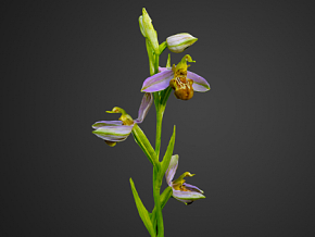 蜜蜂兰 摄影测量扫描   扫描兰花   兰花 卡通兰花 卡通花 卡通植物 花 花卉