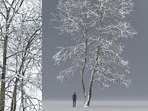 冬季雪景景观树 白蜡树 梣树 VR+CR