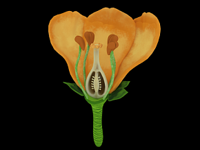 花朵剖面 花瓣剖面 花丛 植物花蕊 花苞 剖面结构3D模型
