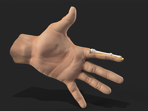 人体横截面手指结构 PBR材质 手指骨骼 手掌 医用模型 VR 虚拟仿真 手解剖