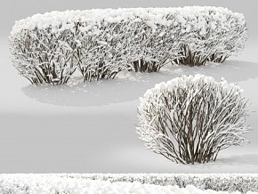 冬季雪景灌木植物 VR+CR