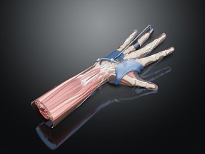 手臂模型 手套 手部肌肉 手解剖