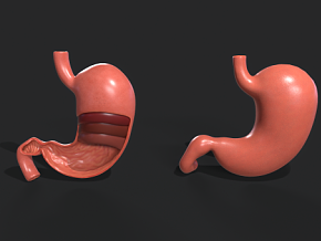 写实胃 胃结构 胃医学解剖 胃剖面模型 胃部医学模型 虚拟现实模型 人体器官