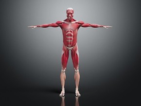 人体肌肉 人体肌肉模型 肌肉模型 人体模型 人体 医学教具 医疗家具