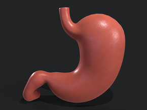 人体胃解剖学 胃结构 胃医学解剖 胃剖面模型 胃部医学模型 虚拟现实模型 人体器官