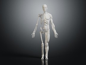 肌肉 人体肌肉 人体骨骼模型 人体肌肉模型 人体 人体器官 人体组织
