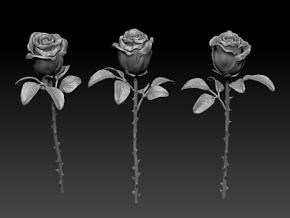 玫瑰花 植物 花朵