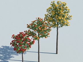 玫瑰花 矮树 城市绿化 绿植