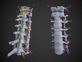 次世代 颈椎骨 颈椎 骨骼 人体骨骼 脊柱 经络 神经系统 人体 脊椎 骨质结构