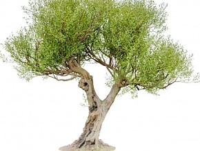 精细橄榄树 古树 树 植物