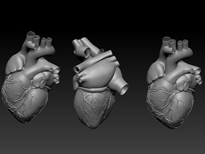 心脏  人体心脏  心 器官 心脏模型