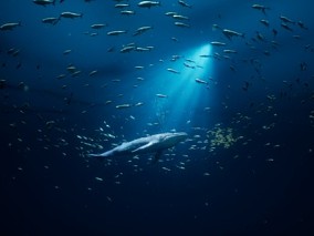 深海世界 海龟 鲸鱼 海底世界 UE5 自然写实场景 海洋动物