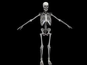 人体骨架 带骨骼 人体模型