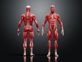 人体肌肉系统 人体 人体肌肉 人体模型