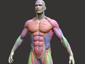 男性肌肉解剖模型 男人医用肌肉组织高模素材