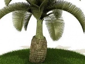 酒瓶椰模型 椰子树