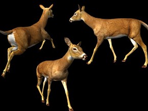 鹿 梅花鹿  有动画 小鹿 麋鹿 雄鹿 deer 雄鹿 公鹿 驯鹿 哺乳动物