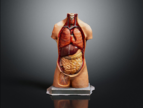 人体器官模型 人体内脏