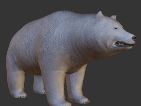 9只熊 北极熊 白熊 灰熊 棕熊 黑熊 毛熊