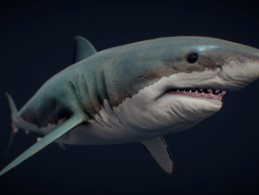 大白鲨 鲨鱼  海洋大白鲨 巨齿鲨 生物 鱼类