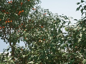 UE4/UE5 果园果树 梨树 桃树 柿子树 苹果树