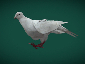 鸽子 白鸽 可爱 鸟类 宠物 动物 鸽子 自然界 野生生物 鸽子 家畜