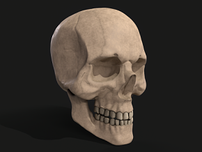 骷髅头 头骨 颅骨 骨骼 头盖骨 骨头 PBR材质 人体头骨