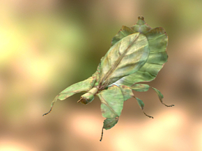 滇叶䗛 昆虫 飞虫 树叶虫 叶子虫