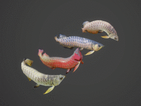 次世代 龙鱼 金龙鱼 银龙鱼 观赏鱼 鱼 带10多套动作 包含4套颜色贴图