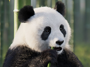带绑定动画 熊猫 国宝 生物