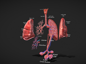 肺部解剖 医学模型  人体器官 人体解剖 解剖 人体 生物力学 人体结构