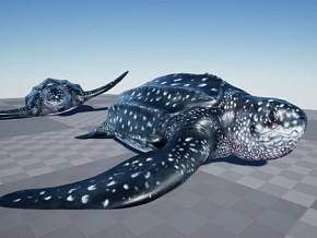 UE4/UE5 海洋生物 海龟 玳瑁