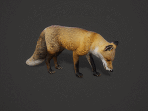 次世代 狐狸 红狐 赤狐 火狐 红狐 野生动物 哺乳动物