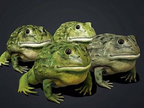 青蛙 动物 野生动物 水生物 带动画