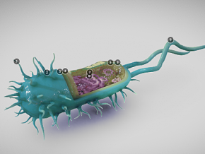 细菌细胞结构 医学模型 细胞 医学动画 细菌 病毒 结构 微生物 人体结构 冠状病毒 汽车底盘 血管