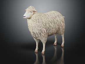 羊 绵羊 山羊 小羊 羊羔 母羊