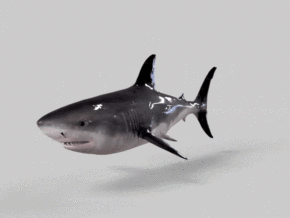 鲨鱼 次时代白鲨 带游泳动作