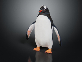 企鹅 海洋动物 动物 野生动物 写实