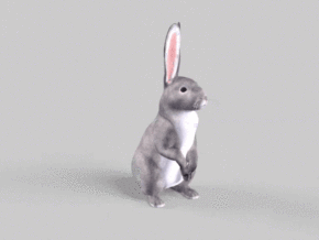 兔子 小灰兔 野兔 次时代 动物 带骨骼动作 休闲瞭望10秒动画