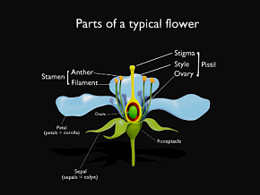 典型花朵的一部分 花朵 植物 花草 花 小花   花卉   Q版植物 开花    卡通植物 花瓣