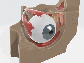 眼睛 人体器官 人体组织