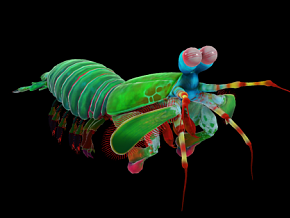 螳螂虾 动物 水生物 海底生物