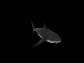 巨齿鲨 深海鱼 海洋生物 海洋鱼类