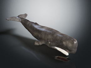 座头鲸 抹香鲸 巨鲸 鲸鱼 鱼类